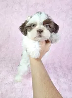 Laura, a female Shih Tzu for sale in Belleview, FL – 8 of 10