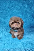 Hercules , a male Shih Tzu for sale in Belleview, FL – 7 of 10