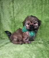 Samuel , a male Shih Tzu for sale in Belleview, FL – 8 of 10