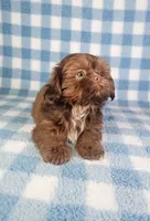 Hercules , a male Shih Tzu for sale in Belleview, FL – 9 of 10