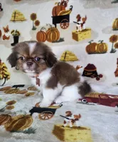Coco (Prapso) , a male Shih Tzu for sale in Belleview, FL – 4 of 10