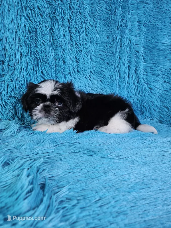 Leny – Shih Tzu puppy for sale in Belleview, FL