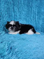 Leny, a male Shih Tzu for sale in Belleview, FL – 1 of 3