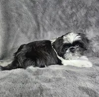 Leny, a male Shih Tzu for sale in Belleview, FL – 4 of 10