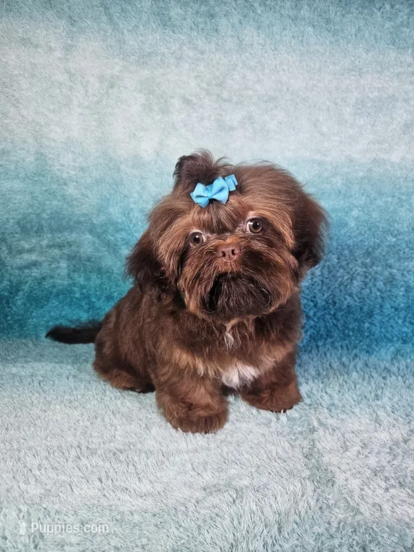 Hershey  – Shih Tzu puppy for sale in Belleview, FL