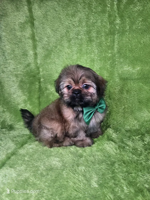 Samuel  – Shih Tzu puppy for sale in Belleview, FL