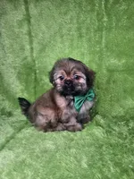 Samuel , a male Shih Tzu for sale in Belleview, FL – 1 of 10