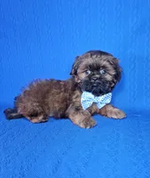 Leo, a male Shih Tzu for sale in Belleview, FL – Photo 6 of 10