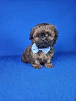Leo, a male Shih Tzu for sale in Belleview, FL – Photo 9 of 10