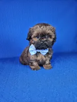 Leo, a male Shih Tzu for sale in Belleview, FL – Photo 7 of 10