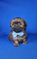 Leo, a male Shih Tzu for sale in Belleview, FL – Photo 3 of 10
