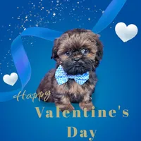 Leo, a male Shih Tzu for sale in Belleview, FL – Photo 1 of 10