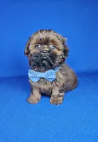 Leo, a male Shih Tzu for sale in Belleview, FL – Photo 8 of 10