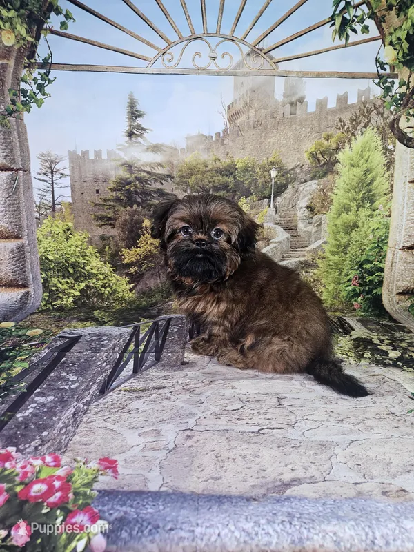 Leo – Shih Tzu puppy for sale in Belleview, FL