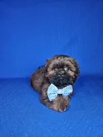 Leo, a male Shih Tzu for sale in Belleview, FL – Photo 2 of 10