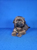 Leo, a male Shih Tzu for sale in Belleview, FL – Photo 10 of 10