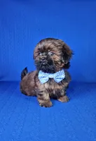 Leo, a male Shih Tzu for sale in Belleview, FL – Photo 4 of 10