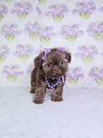 Chanel , a female Shih Tzu for sale in Belleview, FL – 2 of 10