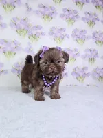 Chanel , a female Shih Tzu for sale in Belleview, FL – 8 of 10