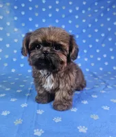 Nugget , a male Shih Tzu for sale in Belleview, FL – 3 of 10