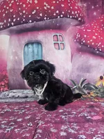 Mila, a female Shih Tzu for sale in Belleview, FL – 6 of 10