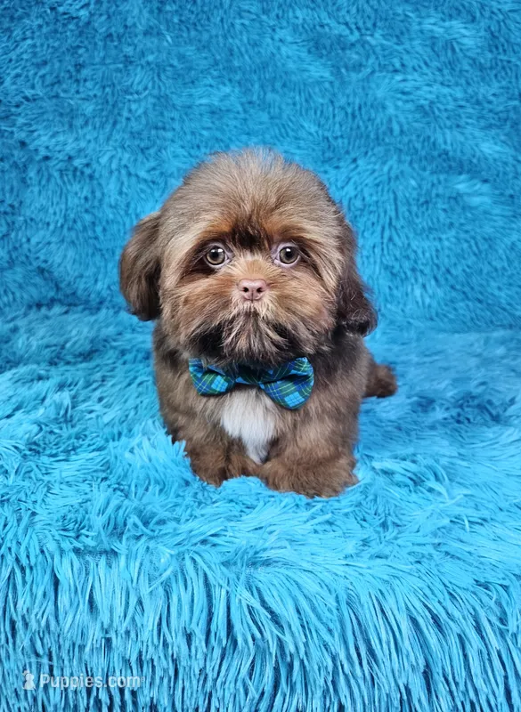 Hercules  – Shih Tzu puppy for sale in Belleview, FL