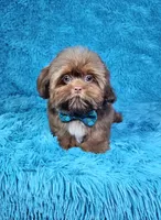 Hercules , a male Shih Tzu for sale in Belleview, FL – 1 of 10
