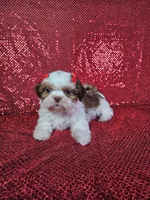 Kahlua , a female Shih Tzu for sale in Belleview, FL – 4 of 10