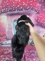 Mila, a female Shih Tzu for sale in Belleview, FL – 2 of 10