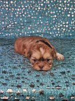 Chewy, a male Shih Tzu for sale in Belleview, FL – Photo 8 of 10