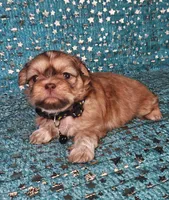 Chewy, a male Shih Tzu for sale in Belleview, FL – Photo 3 of 10