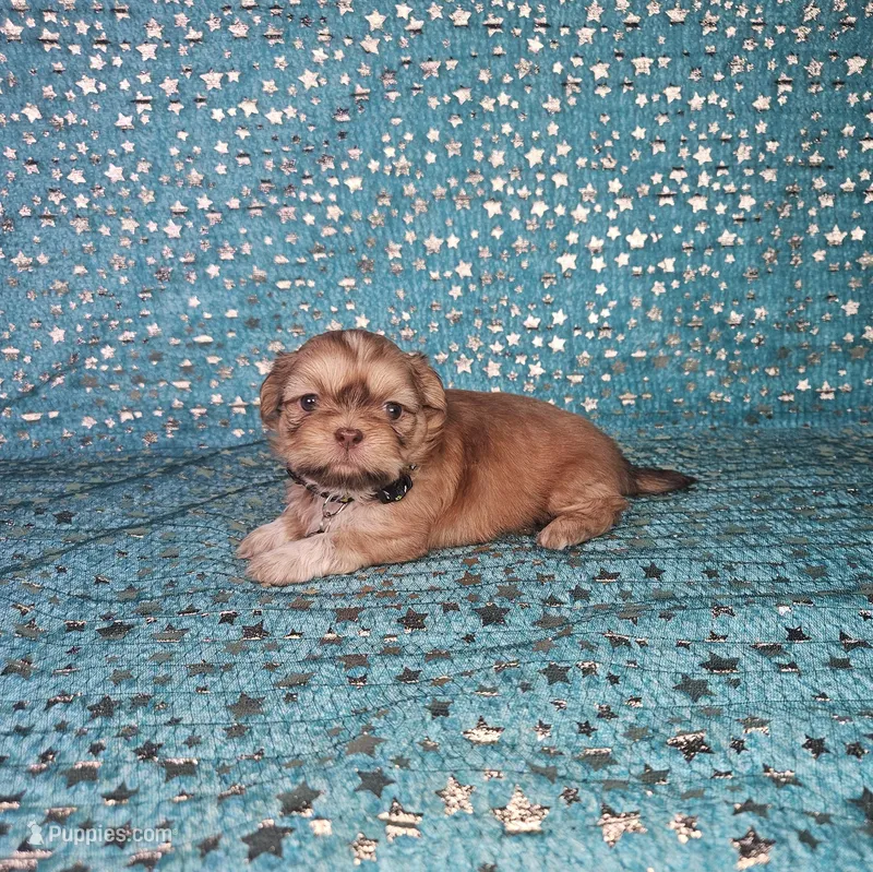 Chewy – Shih Tzu puppy for sale in Belleview, FL