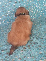 Chewy, a male Shih Tzu for sale in Belleview, FL – Photo 9 of 10