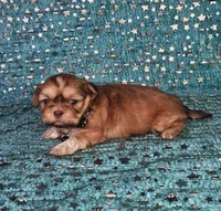 Chewy, a male Shih Tzu for sale in Belleview, FL – Photo 2 of 10