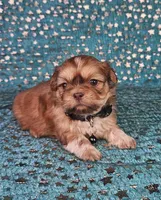 Chewy, a male Shih Tzu for sale in Belleview, FL – Photo 6 of 10