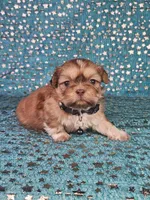 Chewy, a male Shih Tzu for sale in Belleview, FL – Photo 10 of 10