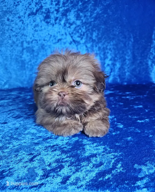 Chewy – Shih Tzu puppy for sale in Belleview, FL