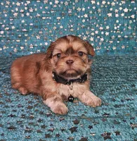Chewy, a male Shih Tzu for sale in Belleview, FL – Photo 7 of 10
