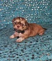 Chewy, a male Shih Tzu for sale in Belleview, FL – Photo 4 of 10