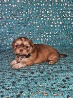 Chewy, a male Shih Tzu for sale in Belleview, FL – Photo 5 of 10