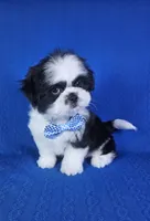 Luis , a male Shih Tzu for sale in Belleview, FL – 3 of 10