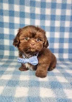 Hercules , a male Shih Tzu for sale in Belleview, FL – 8 of 10