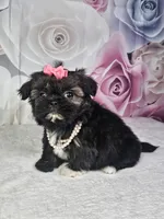 Ash, a female Shih Tzu for sale in Belleview, FL – 9 of 10