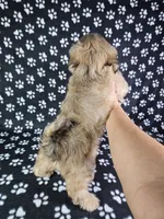 Otto, a male Shih Tzu for sale in Belleview, FL – 5 of 10