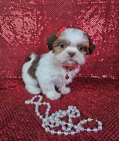 Kahlua , a female Shih Tzu for sale in Belleview, FL – 9 of 10