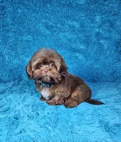 Hercules , a male Shih Tzu for sale in Belleview, FL – 5 of 10