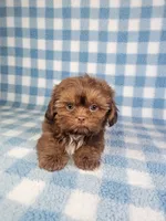 Hercules , a male Shih Tzu for sale in Belleview, FL – 5 of 10