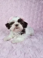 Laura, a female Shih Tzu for sale in Belleview, FL – 5 of 10