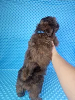 Hershey , a male Shih Tzu for sale in Belleview, FL – 6 of 10