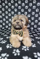 Otto, a male Shih Tzu for sale in Belleview, FL – 3 of 10